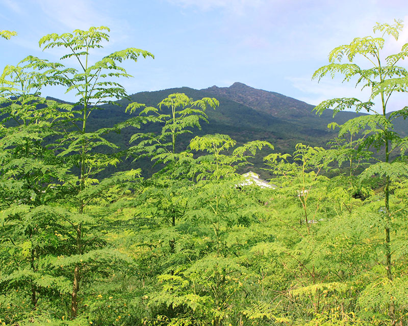 筑波山(石岡市)の麓の大地で育んだモリンガ